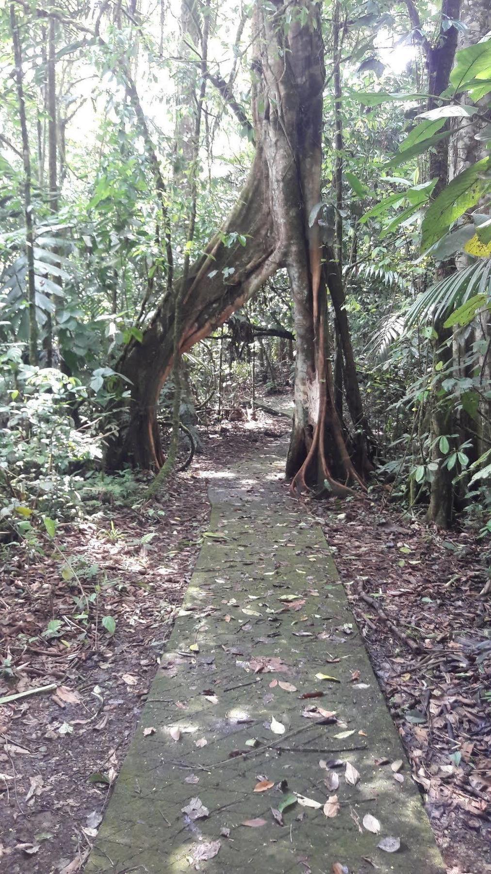 Hotel La Selva Biological Station Sarapiquí Exterior foto